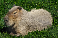 Capybara