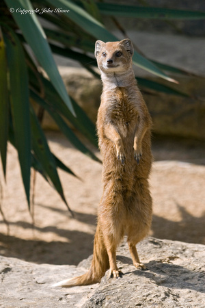 Mongoose