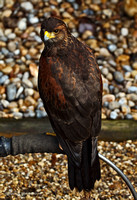 Harris Hawk
