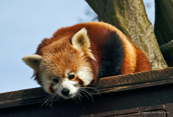 Red Panda