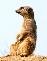 Meerkat
