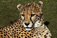 Cheetah
