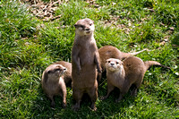 Otters
