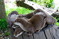 Otters