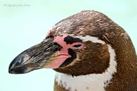 Humboldt Penguin