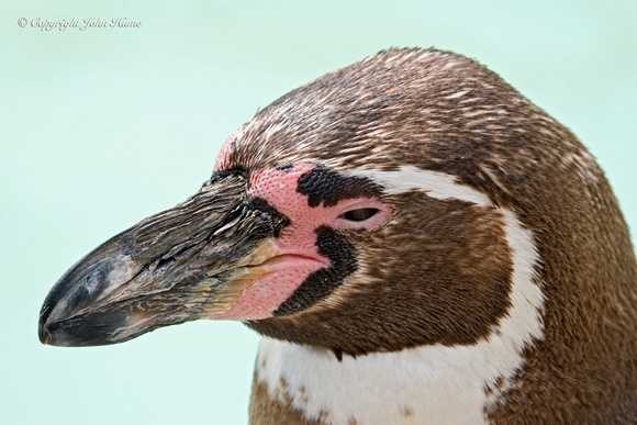 Humboldt Penguin