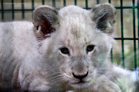 White Lion Cub
