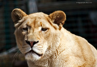 White Lioness