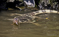 Creatures on the River - Monitor Lizard