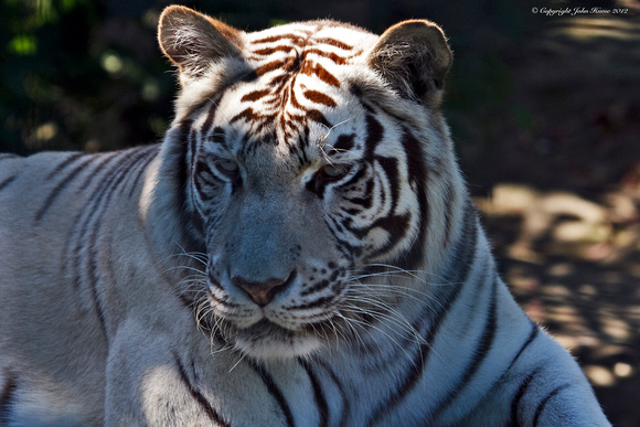 White Tiger