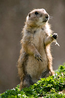 Prairie Dog