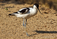 Pied Avocet