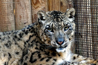 Snow Leopard