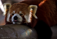 Red Panda