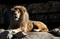 White Lion