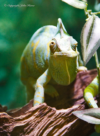 Veiled Chameleon