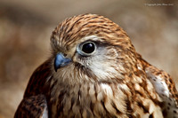 Kestrel