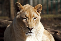 White Lioness