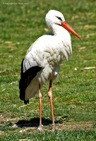 White Stork