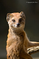 Mongoose