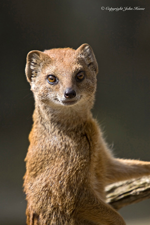 Mongoose