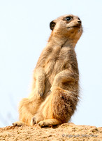 Meerkat