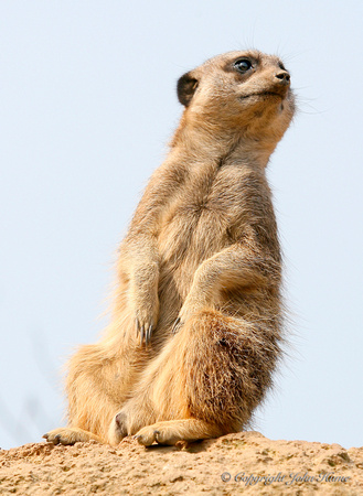Meerkat