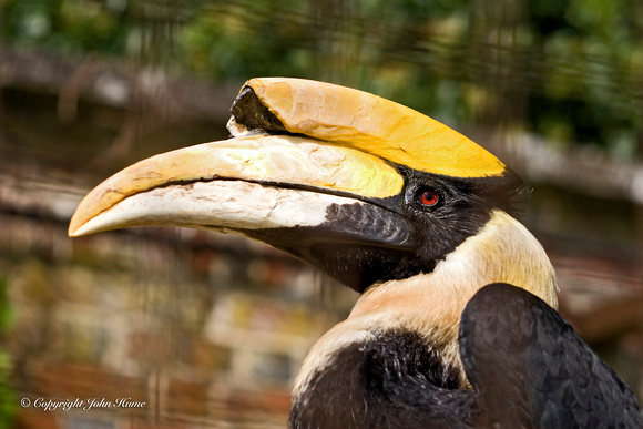 Giant Hornbill