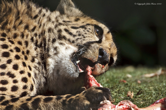 Cheetah