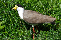 Wattled Plover