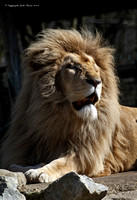 White Lion