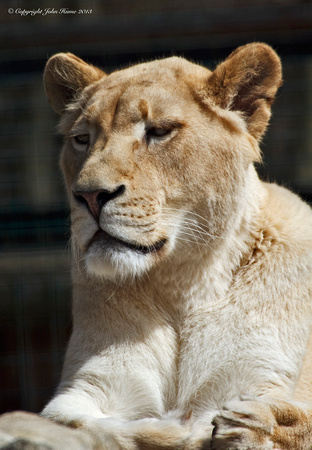White Lioness