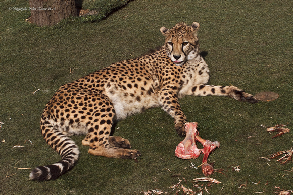 Cheetah
