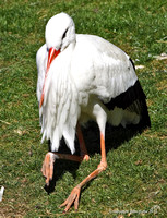 White Stork