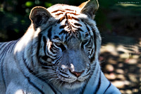 White Tiger