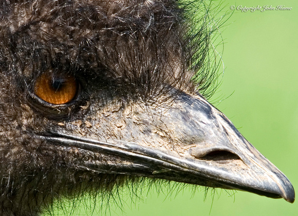 Emu