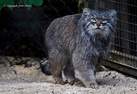 Pallas Cat