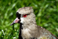 Chilean Lapwing