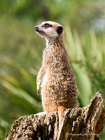Meerkat