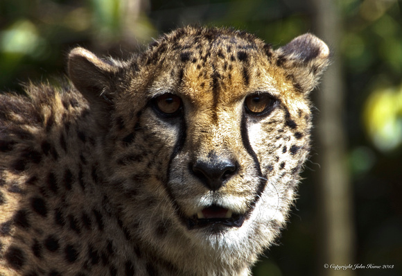 Cheetah