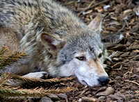 Cotswold Wildlife Park