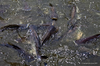Feeding the Catfish