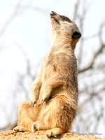 Meercat