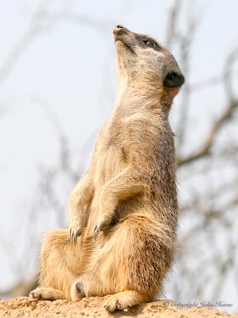 Meercat