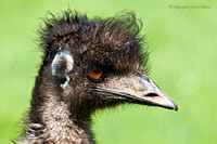 Emu