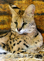 Serval