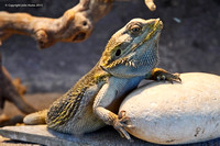 Bearded Lizard