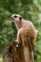 Meerkat