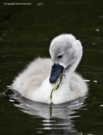 Mute Swan Cygnet