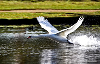 Mute Swan